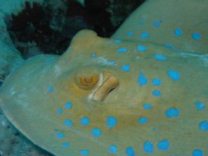 Close up of a blue spotted ray, swimming by me on Jackson... by Will Timson 